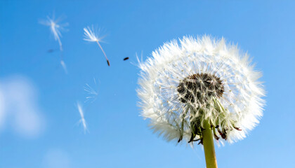 dandelion puffball disperses its seeds into clear blue sky, creating serene and whimsical scene. delicate seeds float gently away, embodying beauty of nature cycle