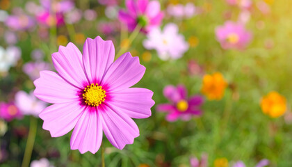 Fototapeta premium pink cosmos flower stands out against colorful garden backdrop, showcasing its delicate petals and bright yellow center, evoking sense of joy and tranquility