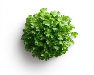 Obraz premium Overhead View of Fresh Green Cilantro Bunch on White
