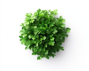 Obraz premium Overhead View of Fresh Green Parsley Plant on White Background