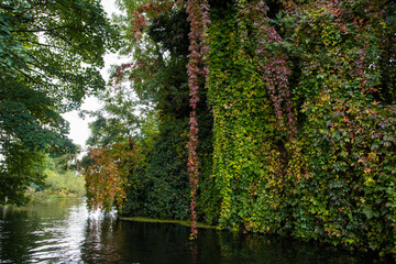 Obraz premium Vibrant autumn ivy and creepers cascading down a lush riverside wall on the River Lea, reflected in calm water. Peaceful, overgrown natural landscape rich in seasonal colour and texture.