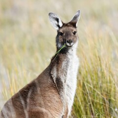 Fototapeta premium wildlife, nature, animals, plants, forest, jungle, ecosystem, habitat, fauna, flora, biodiversity, wilderness, adventure, wild, natural, environment, greenery, untamed, outdoors, scenic, balance, peac