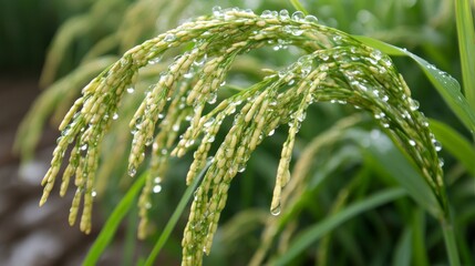 Observe the vibrant scene of dew drops crowning vast arrays with a captivating thread of gleams, minute zones nestled within each glossy pearl, and the rich splendor that dew imparts, titled