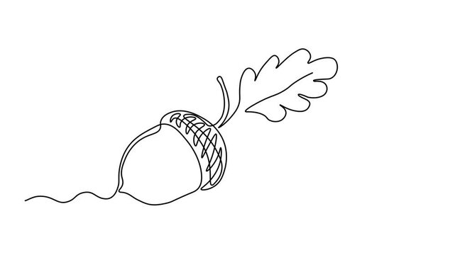 Abstract acorns on an oak branch, Self drawing animation one continuous line draw, logo