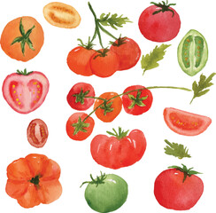 tomatoes watercolor