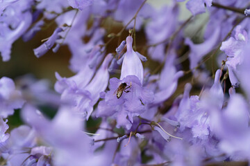 bee on a Jacaranda flower