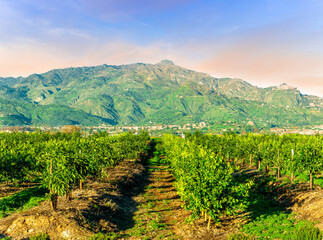 Naklejka premium green spring garden landscape with beautiful mountaind and clouds on background. Agricultural landscape of spring or summer fruit farm in outdoor during sunset or sunrise.