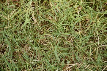 Close-Up View of Dense Lawn Grass with Natural Green Texture and Weed Growth
