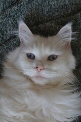 Close-Up Portrait of White Maine Coon Cat with Blue Eyes on Blanket