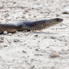 Fototapeta premium wildlife, nature, animals, plants, forest, jungle, ecosystem, habitat, fauna, flora, biodiversity, wilderness, adventure, wild, natural, environment, greenery, untamed, outdoors, scenic, balance, peac