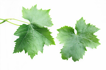 grape leaves