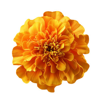 PNG image, marigold flower. isolated transparent background