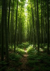 Fototapeta premium Photo of Lush Green Bamboo Forest Path with Sunlight