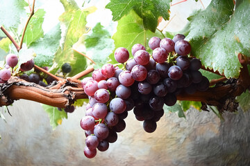 red wine grapes