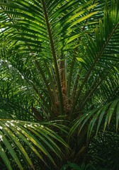 Fototapeta premium Photo of Lush Green Palm Tree Canopy in Tropical Rainforest