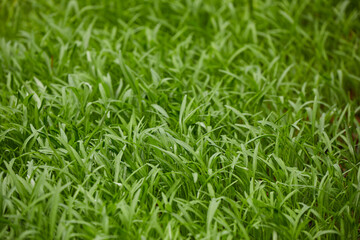  Organic water spinach Seedlings Growing in a Mulched Garden