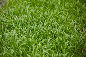  Organic water spinach Seedlings Growing in a Mulched Garden