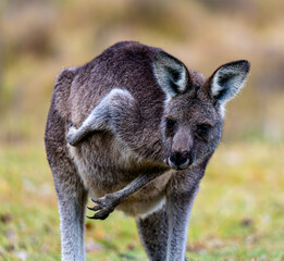 Scratching kangaroo