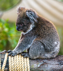 young koala
