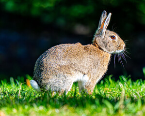 Rabbit in grass