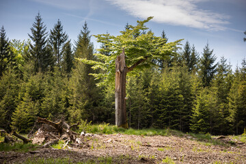 Old beech tree in spring forest with blue sky on background, Czech Canada, Czechia