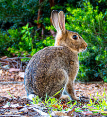 rabbit in the garden