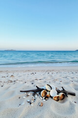 Naklejka premium Seashells Clustered on a Beach Branch