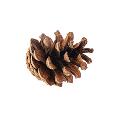 detailed pine cone with rich brown color and intricate texture, showcasing its natural beauty and organic form. This captures essence of nature and can evoke feelings of tranquility and warmth