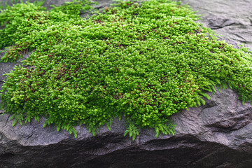 green moss on a stone