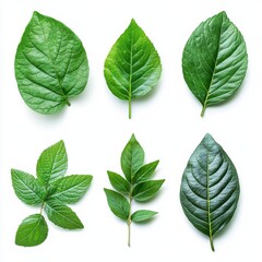 Vibrant Green Leaf Collection on White Background