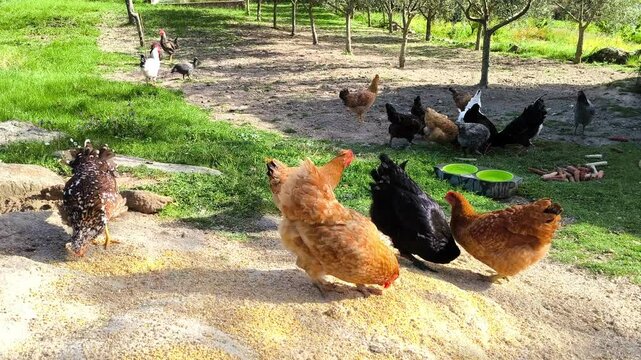 Bando de galinhas a alimentarem-se enquanto desfrutam do ar livre na fazenda rural
