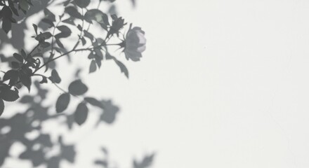 Photo of Rose and Leaf Shadows on White Wall