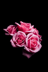 Fototapeta premium Close-up of Pink Roses with Water Droplets