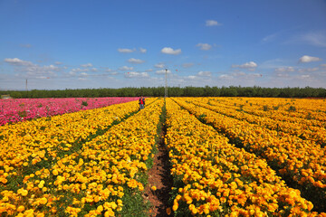 Boundless field under yellow flowers.