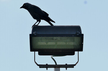 Pájaro cuervo negro posado en lo alto de una farola observando con cielo azul de fondo