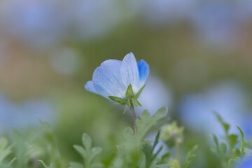美しいネモフィラの花