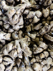 Fresh Ginger Roots Heap Background Ingredient and Healthy Herbs