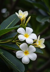 Photo of White and Yellow Frangipani Flowers on a Tree