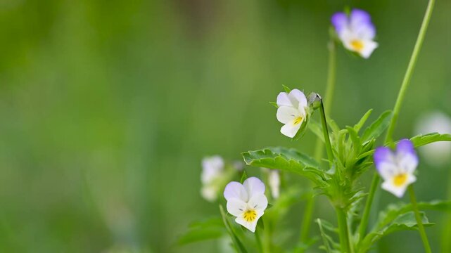wild violet close-up in spring