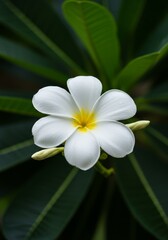 Obraz premium Photo of White Frangipani Flower with Yellow Center