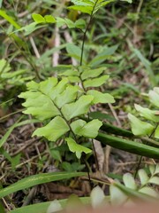 green plant in the garden