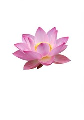 Photo Pink Lotus Flower on White Background