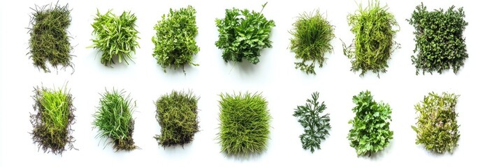 Diverse Green Plant Clusters