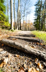 old stump in the forest