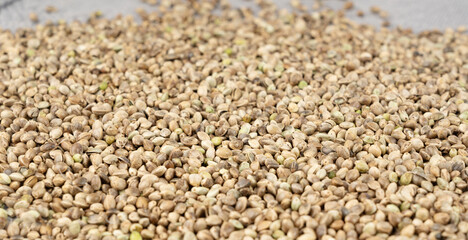 Hemp seeds, cannabis grains, marijuana kernels, oil hempseeds pile