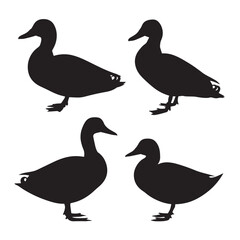 Vector silhouette set of duck on white background 