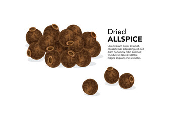 Dried allspice seeds on a white background. Vector illustration Sstock Illustration.