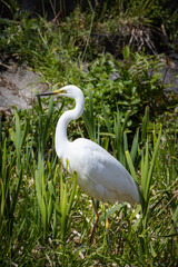 A close-up of a Great egret stands between green typha perpendicular to the camera lens on a sunny spring day.