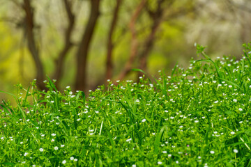 The wild flowers, with their breathtaking scenery of woodland and meadow in spring, are a sight to see. The verdant foliage adds to the beauty of the scene