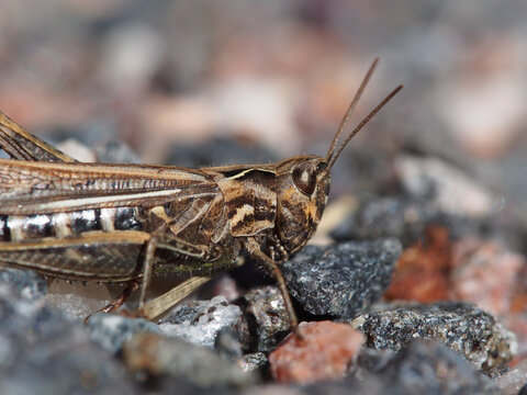 Grasshopper
